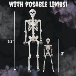 Posable Life Size Human Skeleton Family Set of 2 -Adult (5' 2")& Children (2')-Halloween Prop Indoor Outdoor Decorations w Bones- Fun & Educational Science Classroom