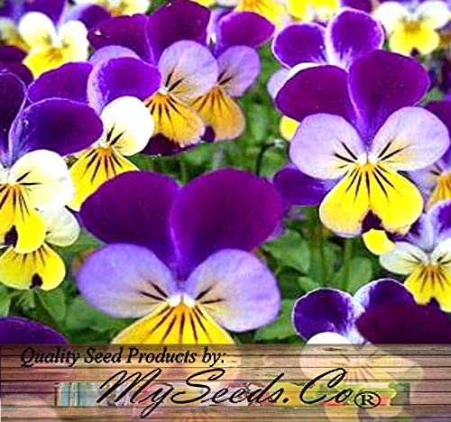 MySeeds.Co Big Pack - Johnny Jump Up Flower Seeds (20,000 Seeds) - Viola cornuta 'Helen Mount' - Edible Flower Seeds (Big Pack - Johnny Jump Up)