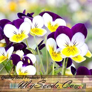 MySeeds.Co Big Pack - Johnny Jump Up Flower Seeds (20,000 Seeds) - Viola cornuta 'Helen Mount' - Edible Flower Seeds (Big Pack - Johnny Jump Up)