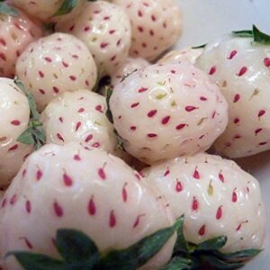 White Carolina Pineberry Plants - 10 Roots -Bareroot-Pineapple/Strawberry Flavor