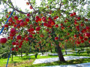fuji apple tree - grow fresh fruit - live plant shipped 3 feet tall by das farms