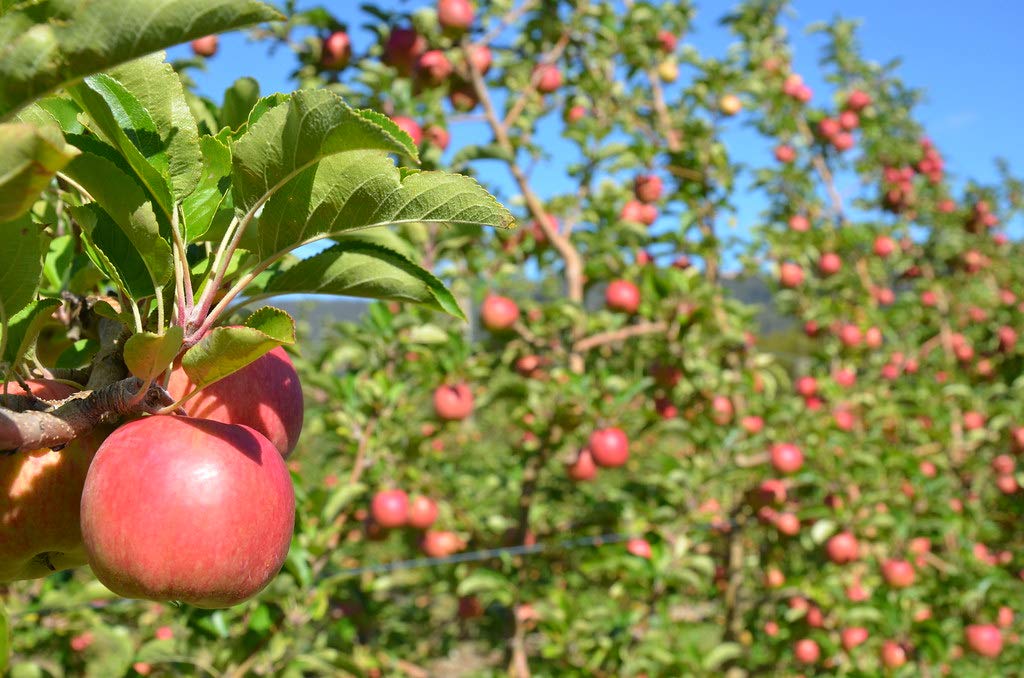 Fuji Apple Tree - Grow Fresh Fruit - Live Plant Shipped 3 Feet Tall by DAS Farms