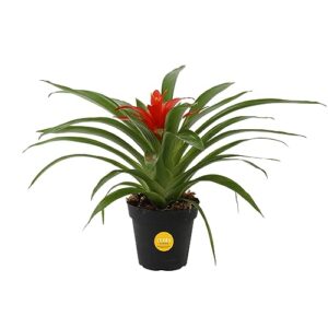 costa farms bromeliad live plant, live indoor flowering plant, houseplant potted in nursery grower pot planter with potting soil mix, tabletop room decor, grower's choice, 12-inches tall