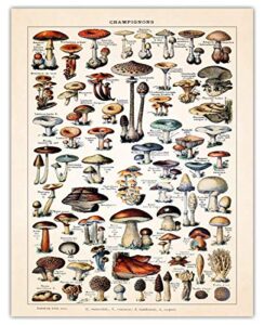 botanical wall art - mushroom wall decor poster prints: vintage wall art for bedroom, bathroom, kitchen & office decor, 11x14 unframed plant poster