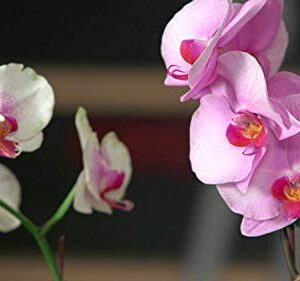 Miracle-Gro Orchid Plant Food Mist Rtu3