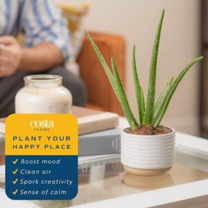 Costa Farms Aloe Vera, Live Succulent Plant, Easy Care Indoor Houseplant in Modern Décor Planter, Room Air Purifier, Tabletop, Office, Desk or Home Décor, Birthday, Gardening Gift, 10-12 Inches Tall