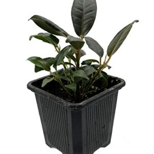 Burgundy India Rubber Tree Plant - Ficus - An Old Favorite - 2.5" Pot