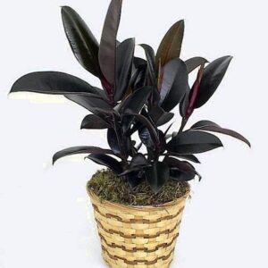 Burgundy India Rubber Tree Plant - Ficus - An Old Favorite - 2.5" Pot