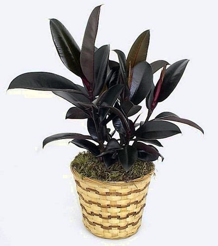 Burgundy India Rubber Tree Plant - Ficus - An Old Favorite - 2.5" Pot