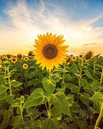 Sunflower Seeds for Planting to Plant Mammoth Sunflower Seeds Packet of About 100 Flower Seeds (Asteraceae Asterales Helianthus giganteus) !