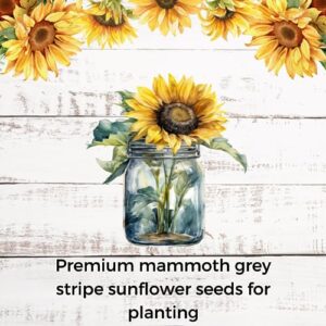 Sunflower Seeds for Planting to Plant Mammoth Sunflower Seeds Packet of About 100 Flower Seeds (Asteraceae Asterales Helianthus giganteus) !