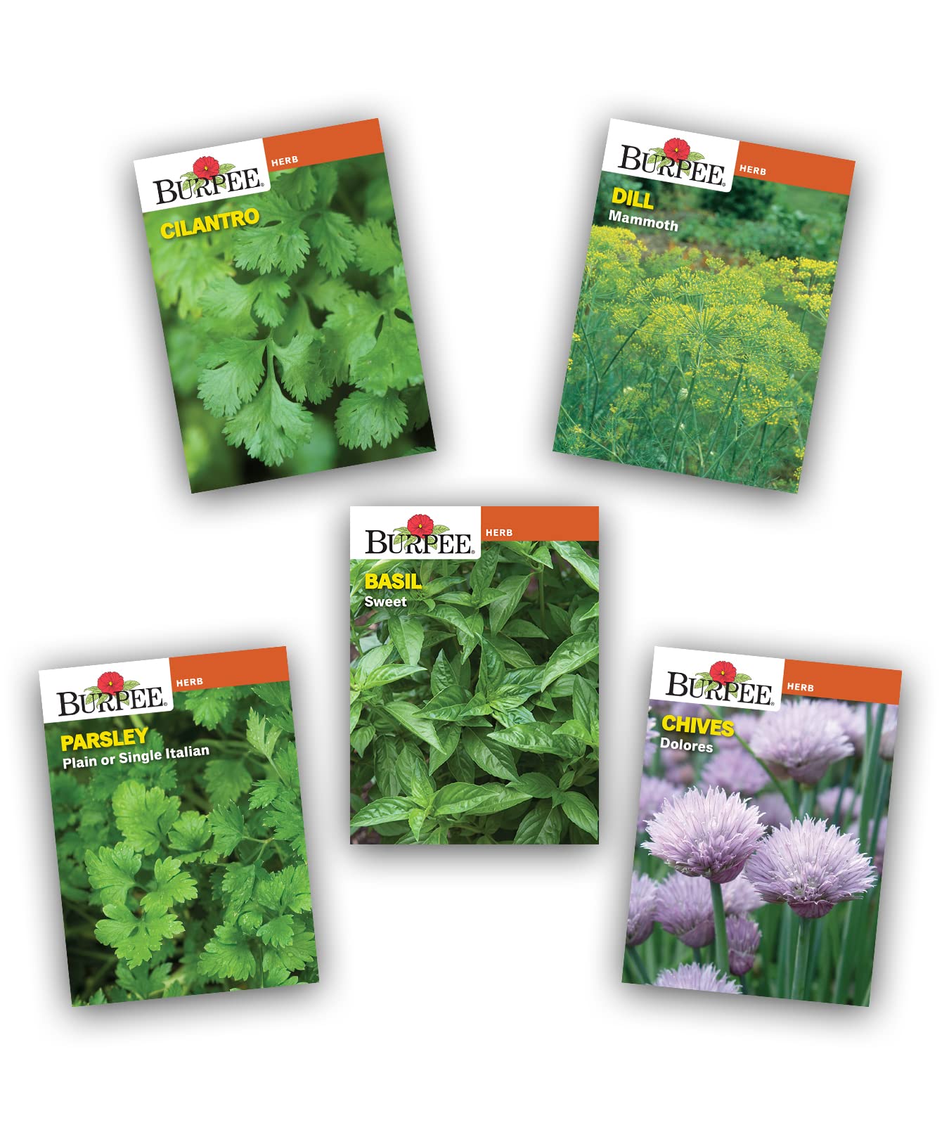 Burpee Culinary Garden Starter Kit Packets, 5 Pots, 5 Coir Pellets & 5 Plant Markers Non-GMO Herb Seeds: Cilantro, Dill, Parsley, Sweet Basil & Chives