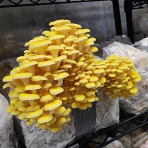 100 golden oyster mushroom spawn plugs/dowels to inoculate logs or stumps to grow gourmet and medicinal mushrooms - grown your own mushrooms for years to come