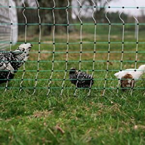 RentACoop Poultry Netting Electric Fence - Electric Poultry Enclosure for Chickens, Ducks, Turkeys - Suitable for 4 Week Old Chickens/Older and Adult Poultry - Energizer Not Included - 168' L x 48" H