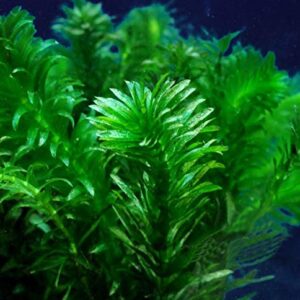 Pond Oxygenating Elodea Anacharis Bunch Plants - Imported and USDA Approved