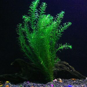 Pond Oxygenating Elodea Anacharis Bunch Plants - Imported and USDA Approved