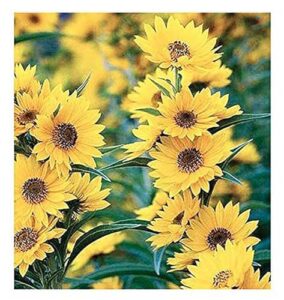 maximilian sunflower seeds - attracts bees and butterflies - perennial sunflower native to north america, approximtely 600 seeds