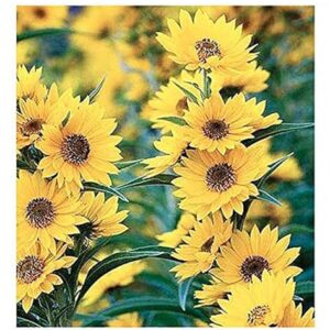 Maximilian Sunflower Seeds - Attracts Bees and Butterflies - Perennial Sunflower Native to North America, Approximtely 600 Seeds