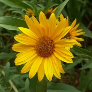 Maximilian Sunflower Seeds - Attracts Bees and Butterflies - Perennial Sunflower Native to North America, Approximtely 600 Seeds
