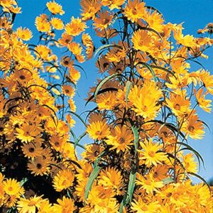 Maximilian Sunflower Seeds - Attracts Bees and Butterflies - Perennial Sunflower Native to North America, Approximtely 600 Seeds