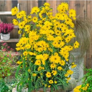 Maximilian Sunflower Seeds - Attracts Bees and Butterflies - Perennial Sunflower Native to North America, Approximtely 600 Seeds