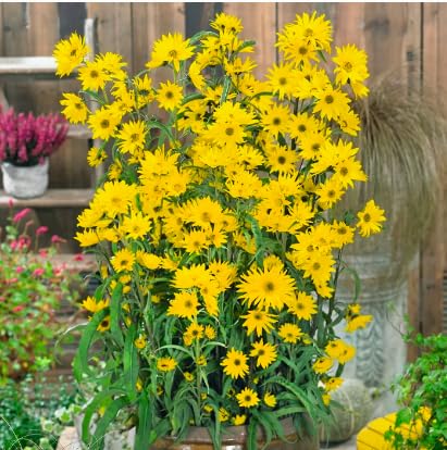 Maximilian Sunflower Seeds - Attracts Bees and Butterflies - Perennial Sunflower Native to North America, Approximtely 600 Seeds