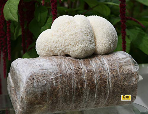 Lion's Mane Grow Kit (one kit), 3.2 Pound Log