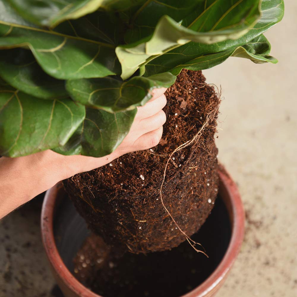 Fiddle Leaf Fig Soil by Perfect Plants 8QTS, Premium Professional Blend for All Fiddle Leaf Figs
