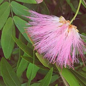 SCHULTZII Pink Powder Puff Tree Live Plant Oriental Rose Cascade Calliandra Unique Flowers Bonsai Starter Plant 4 Inch Pot Emerald tm