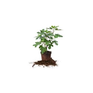 perfect plants chicago hardy fig tree live plant, 1 gallon, includes care guide
