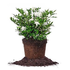 perfect plants frostproof gardenia live plant, 1 gallon pot