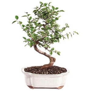 brussel's bonsai live chinese sweet plum indoor bonsai tree - 5 years old 6" to 10" tall with decorative container,