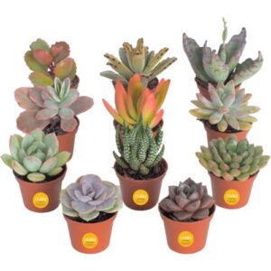costa farms succulents (11-pack), live assorted mini succulent plants in nursery plant pots, grower's choice indoor houseplants, bulk baby shower or bridesmaid gifts, party favors, 2-inches tall