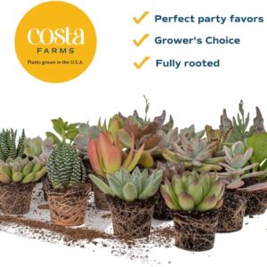 Costa Farms Succulents (11-Pack), Live Assorted Mini Succulent Plants in Nursery Plant Pots, Grower's Choice Indoor Houseplants, Bulk Baby Shower or Bridesmaid Gifts, Party Favors, 2-Inches Tall