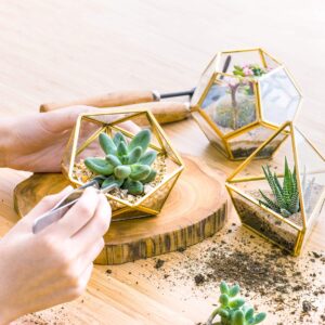 Mkono 4 Inches Mini Glass Geometric Terrarium Container Set of 3 Modern Tabletop Planter Shelves Decor Display Centerpiece for Succulent Miniature Fairy Garden Air Plant, Gold (Plant Not Included)