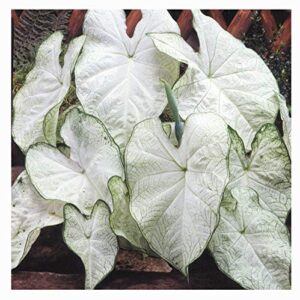 fancy leaf caladium - june bride - large size root - zones 9-11