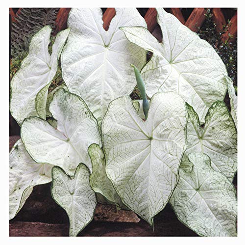 Fancy Leaf Caladium - June Bride - Large Size Root - Zones 9-11