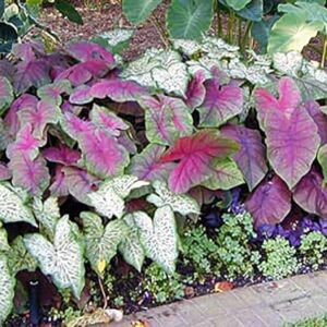 Fancy Leaf Caladium - June Bride - Large Size Root - Zones 9-11