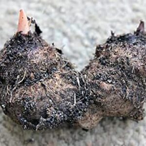 Fancy Leaf Caladium - June Bride - Large Size Root - Zones 9-11