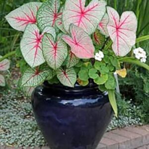 Fancy Leaf Caladium - June Bride - Large Size Root - Zones 9-11