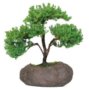 brussel's bonsai green mound juniper live bonsai tree, outdoor - medium, 5 year old, 6 to 10 inches tall - includes rock bonsai pot