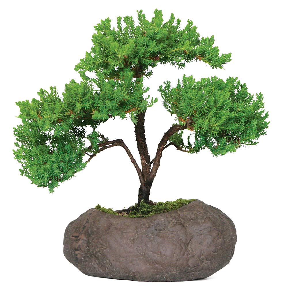 Brussel's Bonsai Green Mound Juniper Live Bonsai Tree, Outdoor - Medium, 5 Year Old, 6 to 10 inches Tall - Includes Rock Bonsai Pot