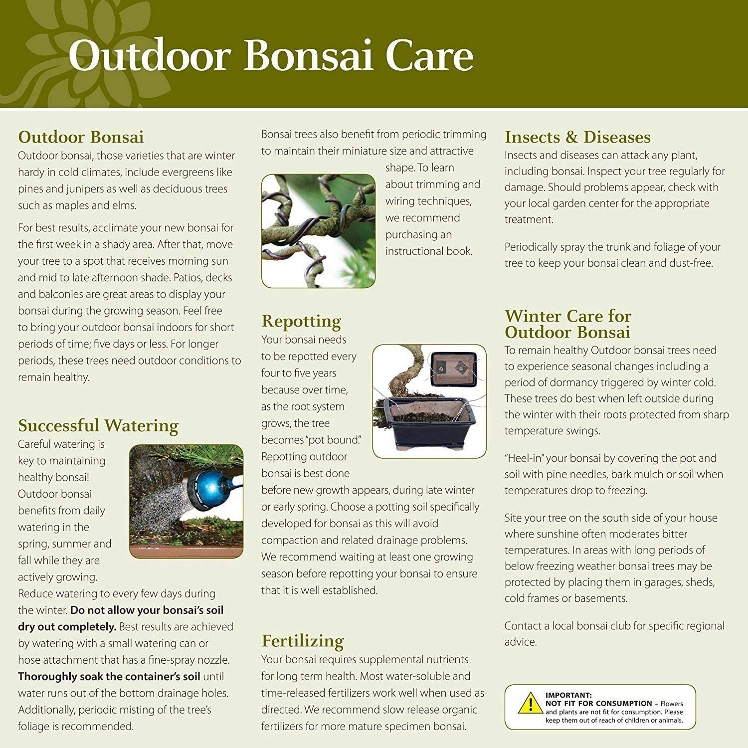 Brussel's Bonsai Green Mound Juniper Live Bonsai Tree, Outdoor - Medium, 5 Year Old, 6 to 10 inches Tall - Includes Rock Bonsai Pot