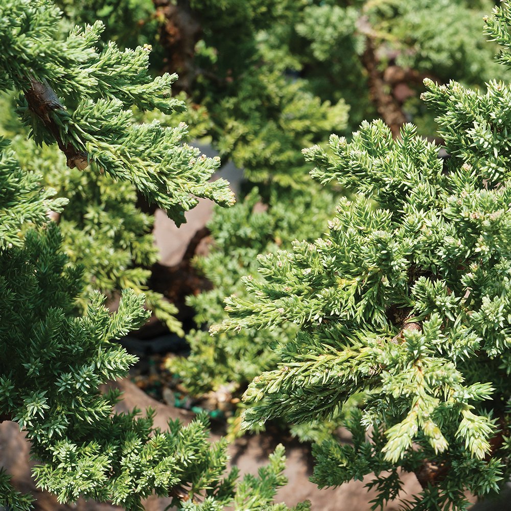 Brussel's Bonsai Green Mound Juniper Live Bonsai Tree, Outdoor - Medium, 5 Year Old, 6 to 10 inches Tall - Includes Rock Bonsai Pot