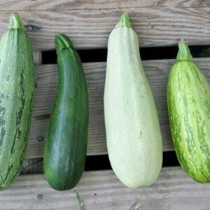 This is a Mix!!! 50+ Zucchini and Squash Mix Seeds 12 Varieties Non-GMO Delicious Grown in USA. Rare Super Profilic