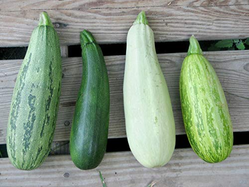 This is a Mix!!! 50+ Zucchini and Squash Mix Seeds 12 Varieties Non-GMO Delicious Grown in USA. Rare Super Profilic