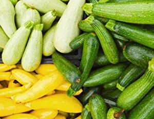 This is a Mix!!! 50+ Zucchini and Squash Mix Seeds 12 Varieties Non-GMO Delicious Grown in USA. Rare Super Profilic