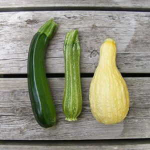 This is a Mix!!! 50+ Zucchini and Squash Mix Seeds 12 Varieties Non-GMO Delicious Grown in USA. Rare Super Profilic