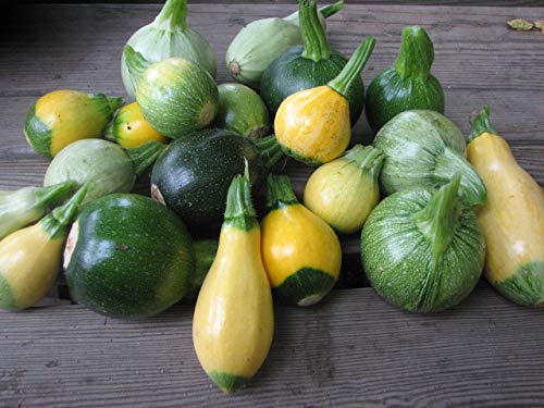 This is a Mix!!! 50+ Zucchini and Squash Mix Seeds 12 Varieties Non-GMO Delicious Grown in USA. Rare Super Profilic