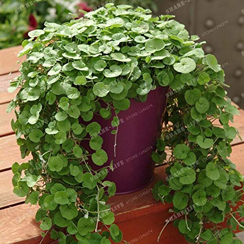 100pcs Dichondra Bonsai Dichondra Repens Lawn Bonsai Money Grass Hanging Decorative Garden Plants Do Flower for Home Garden